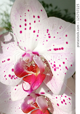 Close-up of a white orchid with vibrant pink spots in natural light 125737225