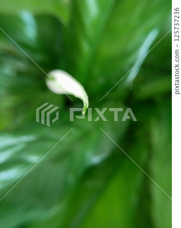Close-up of green foliage with blurry background and soft focus Close-up of green foliage with blurry background and soft focus 125737236