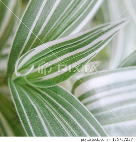 Close-up of green and white striped leaves in natural lighting Close-up of green and white striped leaves in natural lighting 125737237