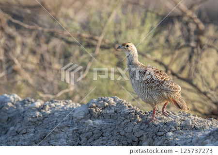grey francolin or grey partridge or Francolinus pondicerianus close up or portrait in natural green background in jungle safari at Ranthambore national park forest tiger reserve rajasthan india asia grey francolin or grey partridge or Francolinus pondicerianus close up or portrait in natural green background in jungle safari at Ranthambore national park forest tiger reserve rajasthan india asia 125737273