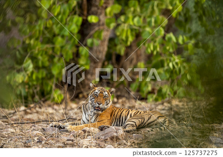 Indian wild royal bengal female tiger or panthera tigris fine art portrait sitting in open green background in evening jungle safari drive at ranthambore national park forest reserve rajasthan india 125737275