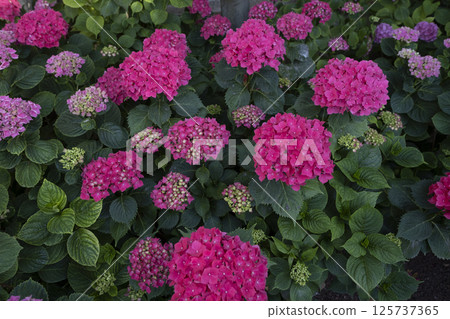 Vibrant pink hydrangeas blooming in garden Vibrant pink hydrangeas blooming in garden 125737365