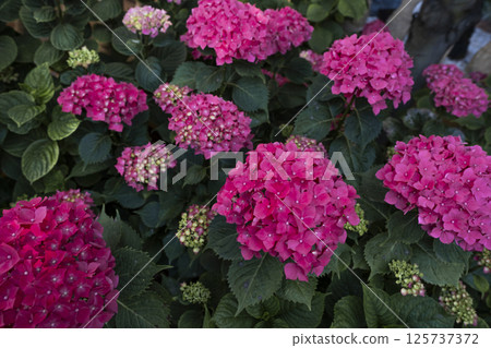 Vibrant pink hydrangeas blooming in garden Vibrant pink hydrangeas blooming in garden 125737372