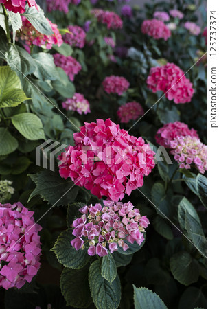 Pink hydrangeas blooming in garden during springtime Pink hydrangeas blooming in garden during springtime 125737374