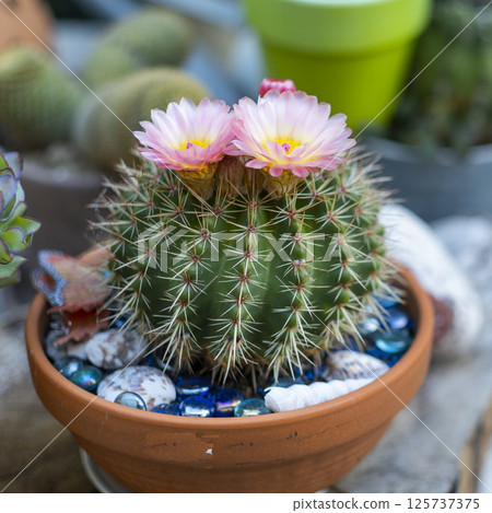 Blooming cactus showing its beautiful pink flowers in terracotta pot Blooming cactus showing its beautiful pink flowers in terracotta pot 125737375