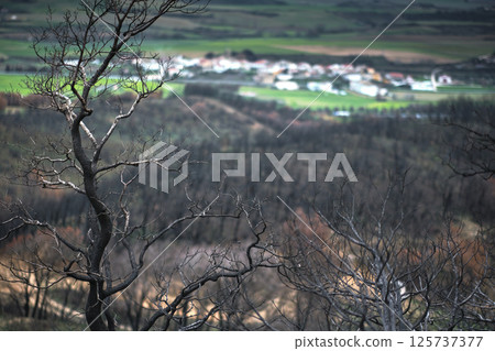 Burnt trees dominating landscape after devastating wildfire near village 125737377
