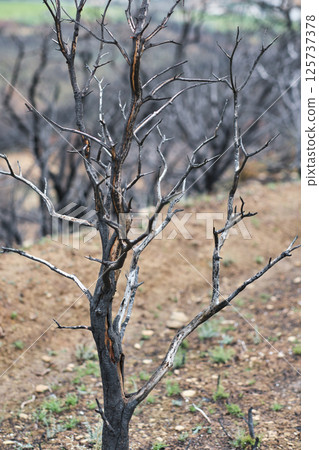 Burnt tree standing in devastated forest after wildfire Burnt tree standing in devastated forest after wildfire 125737378