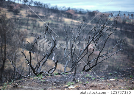 Burnt trees dominating desolate landscape after wildfire in forest 125737380