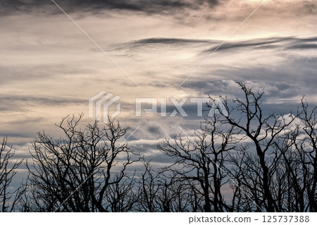 Burned trees silhouetted against cloudy sky at sunset 125737388