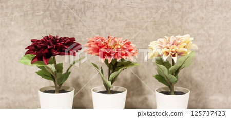 There are three distinct colored flowers arranged in white pots on a table There are three distinct colored flowers arranged in white pots on a table 125737423
