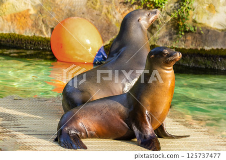 pair of California sea lions bask in sun. Zalophus californianus. pair of California sea lions bask in sun. Zalophus californianus. 125737477