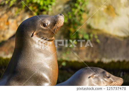 pair of California sea lions bask in sun. Zalophus californianus. pair of California sea lions bask in sun. Zalophus californianus. 125737478