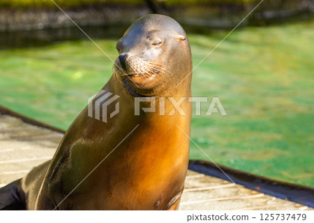 pair of California sea lions bask in sun. Zalophus californianus. pair of California sea lions bask in sun. Zalophus californianus. 125737479