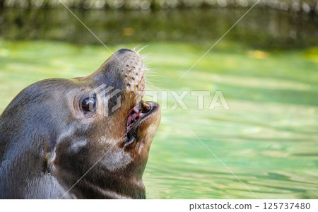 pair of California sea lions bask in sun. Zalophus californianus. pair of California sea lions bask in sun. Zalophus californianus. 125737480