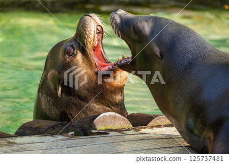 pair of California sea lions bask in sun. Zalophus californianus. 125737481