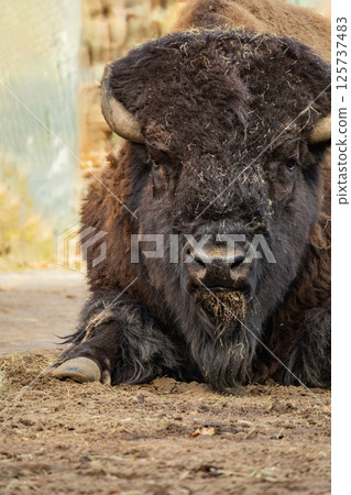 close up portrait of a large male bison 125737483