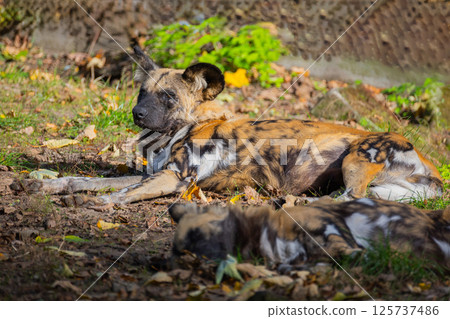 hyenas Hyaenidae mammalian family hyenas Hyaenidae mammalian family 125737486