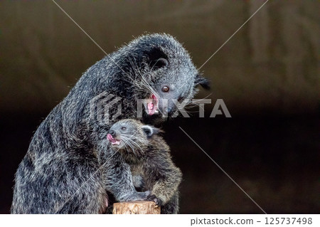 Binturong Arctictis binturong Adult sleeping at the top of a dead tree. Binturong Arctictis binturong Adult sleeping at the top of a dead tree. 125737498