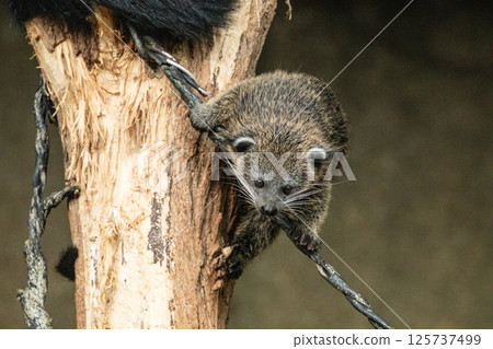 Binturong Arctictis binturong Adult sleeping at the top of a dead tree. Binturong Arctictis binturong Adult sleeping at the top of a dead tree. 125737499
