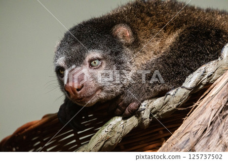 Bear cuscus, Phalanger Maculatus with baby on her back Bear cuscus, Phalanger Maculatus with baby on her back 125737502