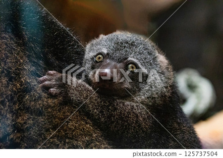 Bear cuscus, Phalanger Maculatus with baby on her back Bear cuscus, Phalanger Maculatus with baby on her back 125737504