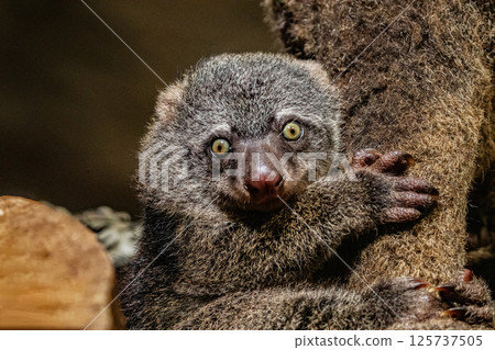Bear cuscus, Phalanger Maculatus with baby on her back Bear cuscus, Phalanger Maculatus with baby on her back 125737505