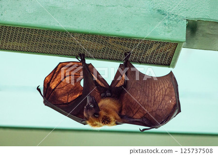 fruit bat hanging on tree in forest. Lyle's flying fox. 125737508