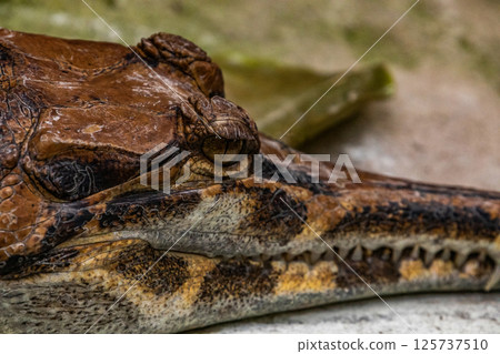 Crocodylus niloticus Detail of the skin and open eye 125737510