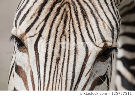 Plains zebra Equus quagga, formerly Equus burchellii 125737511