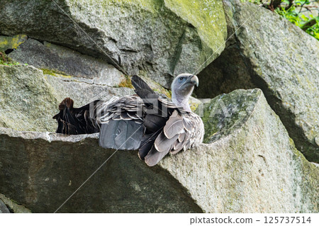 big adult griffon vulture in the mountains big adult griffon vulture in the mountains 125737514