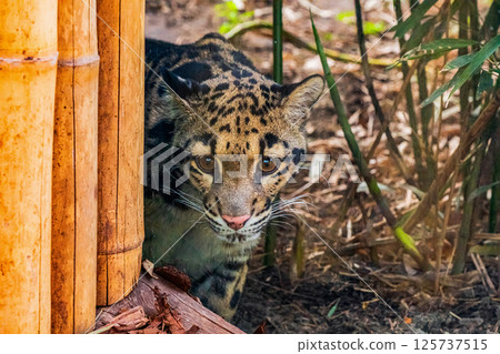 Clouded leopard Neofelis nebulosa Wildcat Big cat Clouded leopard Neofelis nebulosa Wildcat Big cat 125737515