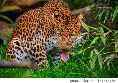 Male Javan leopard Panthera pardus melas of Java, Indonesia. Male Javan leopard Panthera pardus melas of Java, Indonesia. 125737516