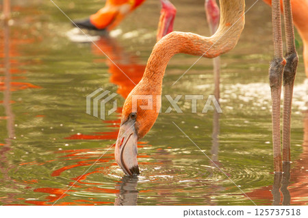 pink flamingo wading in a green pond pink flamingo wading in a green pond 125737518