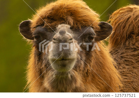 domestic camel looking at camera very close. 125737521