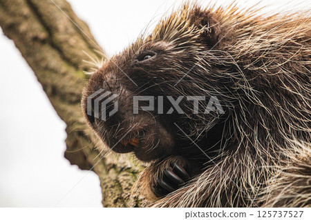 North American Porcupine Erethizon Dorsatum standing tree North American Porcupine Erethizon Dorsatum standing tree 125737527