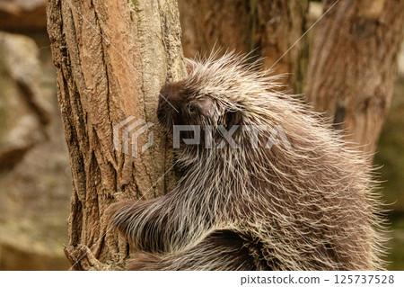 North American Porcupine Erethizon Dorsatum standing tree North American Porcupine Erethizon Dorsatum standing tree 125737528