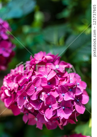 盛開的粉紅色繡球花的特寫 125737605