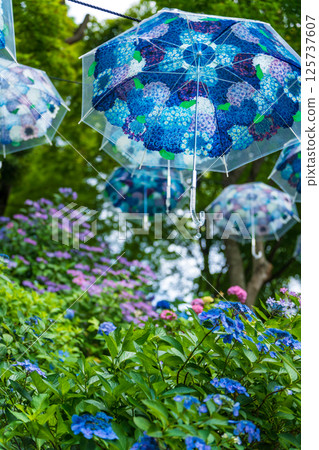 Yanagidani Kannon Yodo Temple, Hydrangea Umbrella Sky Yanagidani Kannon Yodo Temple, Hydrangea Umbrella Sky 125737607