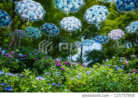 Yanagidani Kannon Yodo Temple, Hydrangea Umbrella Sky Yanagidani Kannon Yodo Temple, Hydrangea Umbrella Sky 125737608