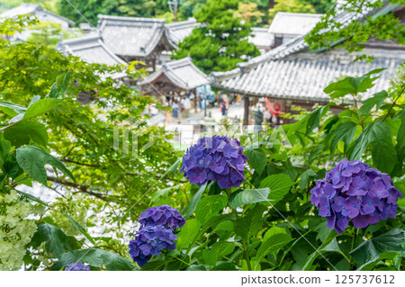Hydrangeas blooming in the garden and grounds of Yanagidani Kannon Yokoji Temple in summer in Kyoto Hydrangeas blooming in the garden and grounds of Yanagidani Kannon Yokoji Temple in summer in Kyoto 125737612
