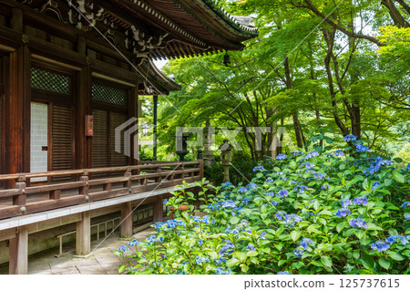 京都柳谷觀音橫寺的庭院和庭院裡盛開的繡球花 125737615