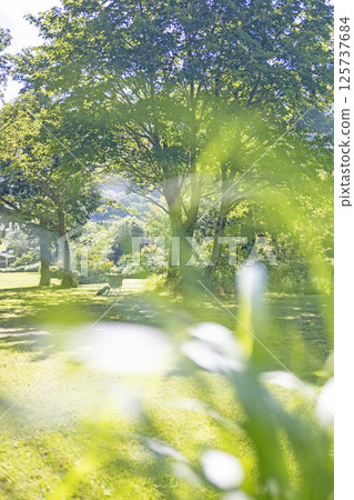 初夏、新綠、生態形象（大山京都） 125737684