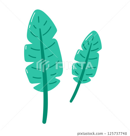 Two banana leafs on white background 125737748