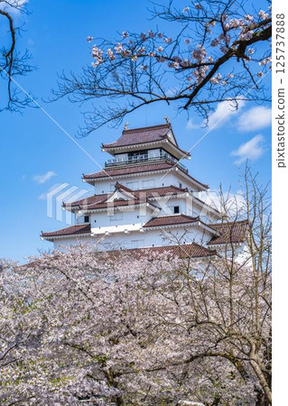 Cherry blossoms in full bloom and Tsuruga Castle (Wakamatsu Castle), Aizuwakamatsu City, Fukushima Prefecture 125737888
