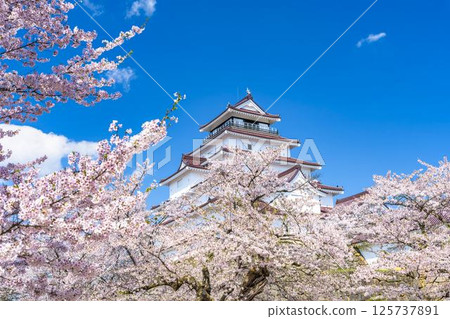 福島縣會津若松市櫻花盛開的敦賀城（若松城） 125737891