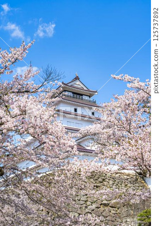 福島縣會津若松市櫻花盛開的敦賀城（若松城） 125737892