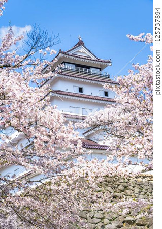 Cherry blossoms in full bloom and Tsuruga Castle (Wakamatsu Castle), Aizuwakamatsu City, Fukushima Prefecture 125737894