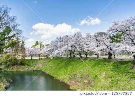 敦賀城（若松城）內的櫻花 福島縣會津若松市 125737897