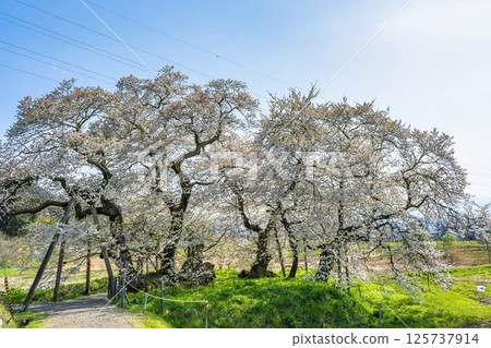 福島縣會津若松市石部故居遺址的春天的石部櫻花 125737914