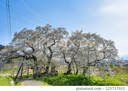 福島縣會津若松市石部故居遺址的春天的石部櫻花 125737915